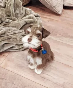 Brown And White Mini Schnauzer Diamond Painting