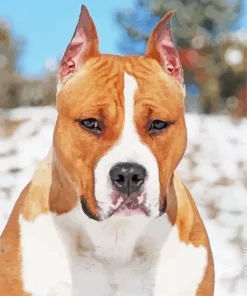 Brown And White Staffordshire Bull Terrier Diamond Painting