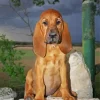 Brown Bloodhound Puppy Diamond Painting