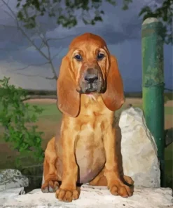 Brown Bloodhound Puppy Diamond Painting