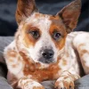 Brown Blue Heeler Dog Diamond Painting