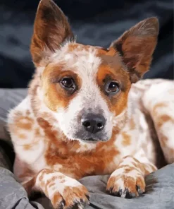 Brown Blue Heeler Dog Diamond Painting
