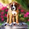 Boxer Puppy Diamond Painting