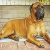 Brown Bull Mastiff Diamond Painting