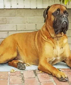 Brown Bull Mastiff Diamond Painting