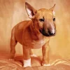 Brown Bull Terrier Puppy Diamond Painting
