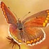 Brown Butterfly Diamond Painting