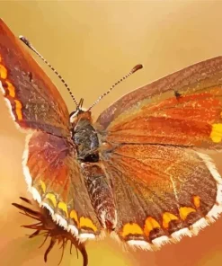 Brown Butterfly Diamond Painting