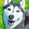 Brown Eyes Husky Diamond Painting