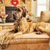 Brown Great Dane With Spots Diamond Painting