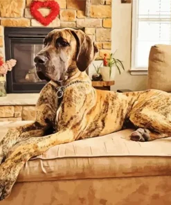 Brown Great Dane With Spots Diamond Painting