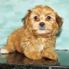 Brown Morkie Puppy Diamond Painting
