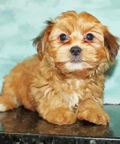 Brown Morkie Puppy Diamond Painting