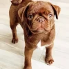 Brown Pug Puppy Diamond Painting