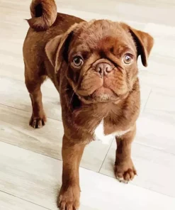 Brown Pug Puppy Diamond Painting