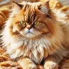 Fluffiest Persian Cat Diamond Painting