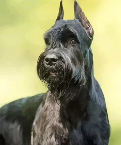 Giant Schnauzer Diamond Painting