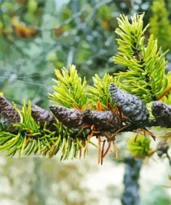 Jack Pine Plant Diamond Painting