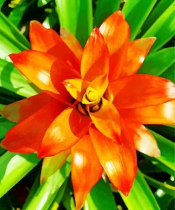 Orange Bromeliad Plant Diamond Painting