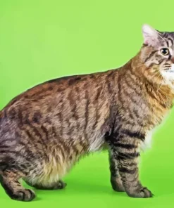 Bobtail Diamond Painting