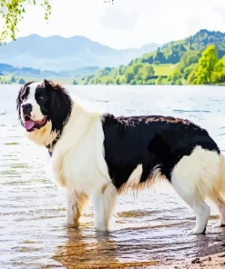 Black And White Landseer Dog Diamond Painting