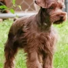 Brown Schnauzer Diamond Painting