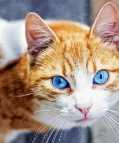 Cat With Blue Eyes Orange Tabby Diamond Painting