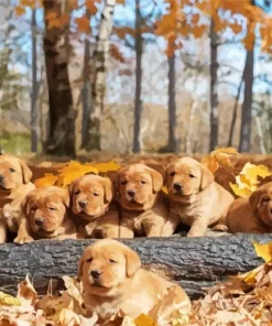 Fox Colored Lab Art Diamond Painting