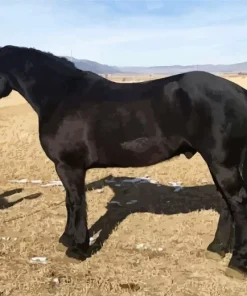 Friesian Mustang Cross Diamond Painting