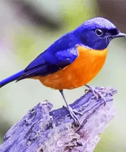 Fujian Niltava Art Diamond Painting