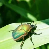 Green June Beetle Diamond Painting