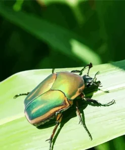 Green June Beetle Diamond Painting