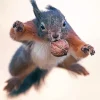 Jumping Squirrel Diamond Painting
