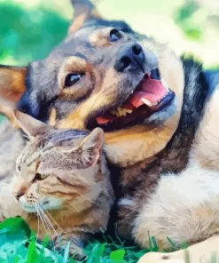 Kitten And German Shepherd Diamond Painting