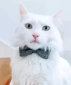 Kitten With Bowtie Diamond Painting