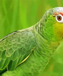 Lilacine Amazon Bird Diamond Painting