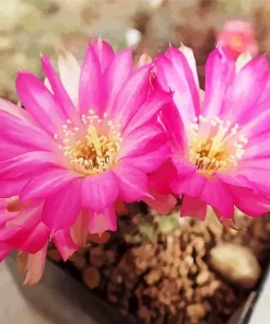 Lobivia Oxyalabastra Diamond Painting