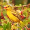 Western Tanager Bird Diamond Painting