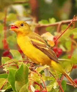 Western Tanager Bird Diamond Painting