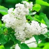 White Lilac Tree Diamond Painting