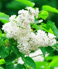 White Lilac Tree Diamond Painting