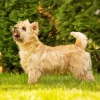 Blonde Cairn Terrier Dog Diamond Painting