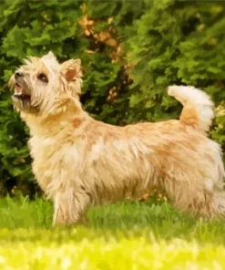 Blonde Cairn Terrier Dog Diamond Painting