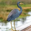 Tricolored Heron Diamond Painting