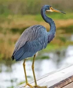 Tricolored Heron Diamond Painting