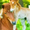 Baby And Mama Horse Diamond Painting
