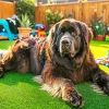 Brown Newfoundland Dog Diamond Painting