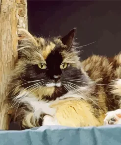 Calico Cat Long Hair Diamond Painting