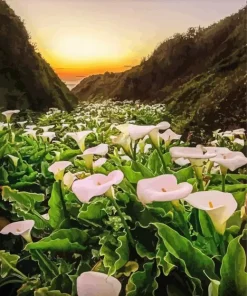 Calla Lily Valley Diamond Painting