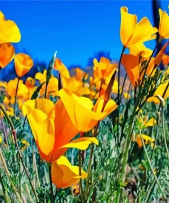 Exican Old Poppies Diamond Painting